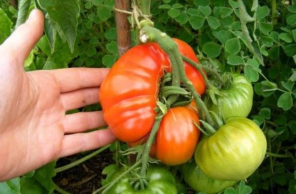 Sladká rajčata - Top 25 nejchutnějších rajčat pro skleníky a otevřenou půdu