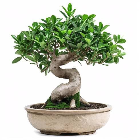 The Ficus Microcarpa Bonsai: A Beautiful and Resilient Indoor Plant | AB Horticulture