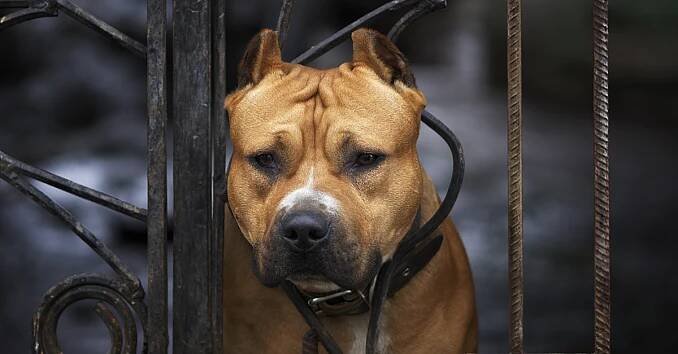 Pit Bull Owners - DogsBite.org