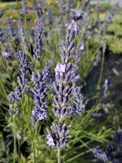 Lavandula x intermedia " Phenomenal " ® - levandule Zahradnictví Krulichovi - zahradnictví, květinářství, trvalky, skalničky