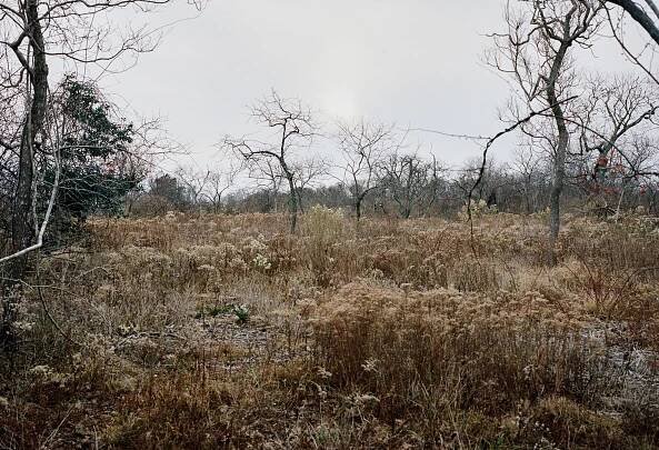 Landscape image by Craig Reynolds