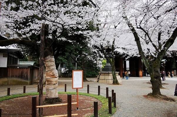 Sakura And Where To Find Them | NEW LUXURY