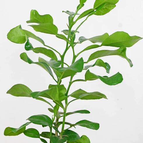 Plumbago auriculata Kaffir Limette