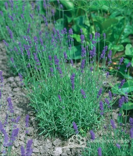 LEVANDULE HIDCOTE BLUE STRAIN