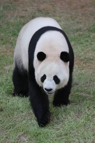 Panda House Qatar