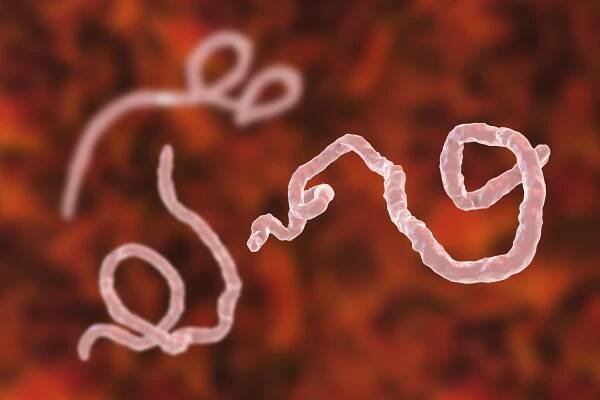 Ebola Outbreak in Congo Is Not Yet a Global Emergency, WHO Says