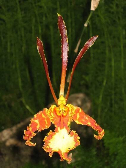 Austin Creek Orchids - Oncidium Alliance Hybrids