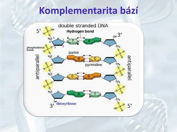 PPT - GENETIKA PowerPoint Presentation, free download - ID:4322548