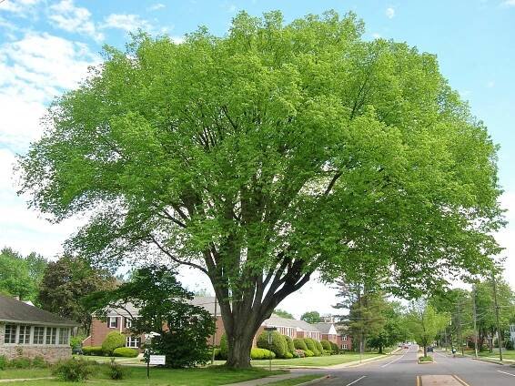 Elm Trees (Ulmus) - All the Facts you need to Know - Tree Secrets