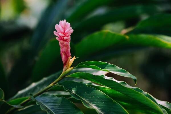 Ginger Lily Rostlin Zeleň - Fotografie zdarma na Pixabay