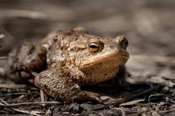 Ropucha obecná (Bufo bufo)