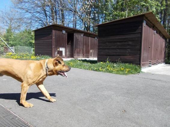 Psi k adopci z útulků, azylů a neziskových organizací