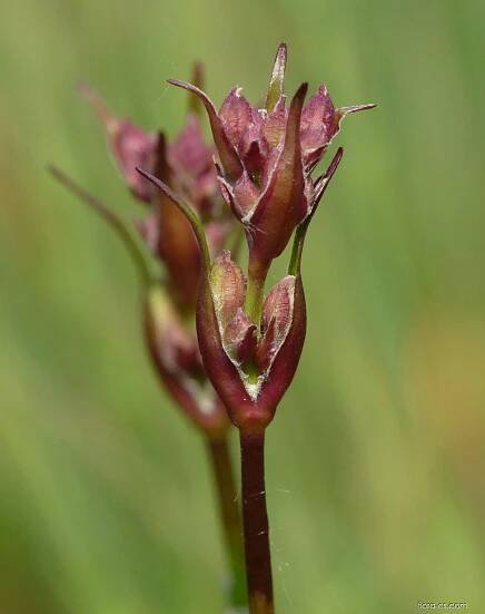 Smolnička obecná (Lychnis viscaria)