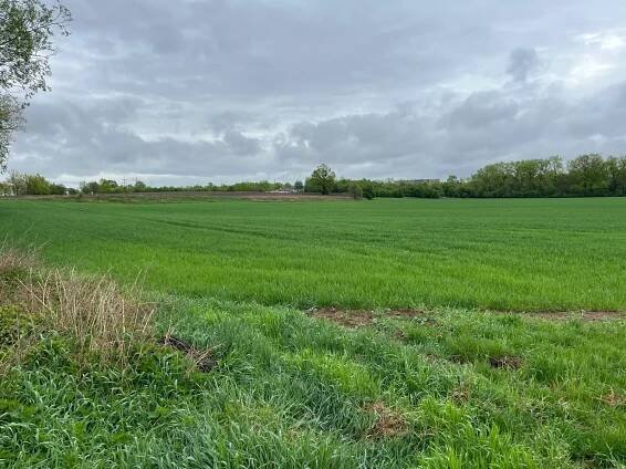 Zemědělské pozemky na prodej – Rybitví, 6,6 ha, výnos z pachtu - EVROPA realitní kancelář