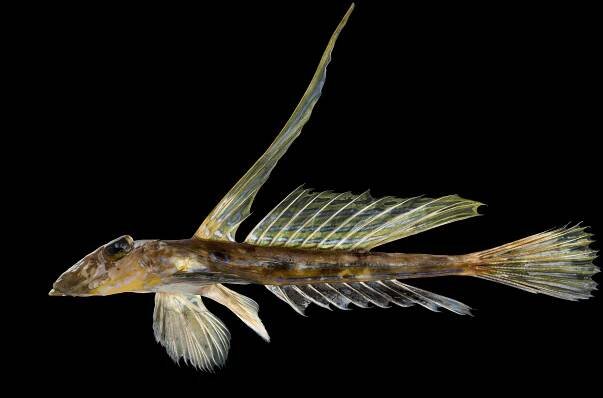 Søren Skarby’s "Scaled Up" project: The stunning, ultra-detailed world of fish: Digital Photography Review