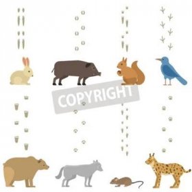 Velký soubor stop zvířat zahrnuje savce a ptáky. Foot foot print stopy divoké zvěře zvířat. Divoká příroda silueta vektor zvířata zvířata kroky chůze vzor kočka karikatura znamení.