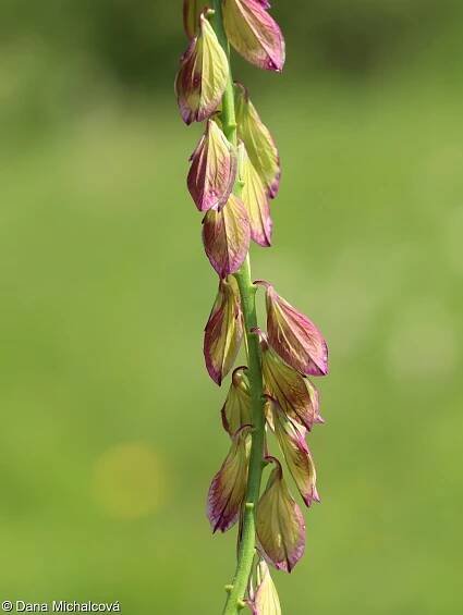 Polygala major – vítod větší