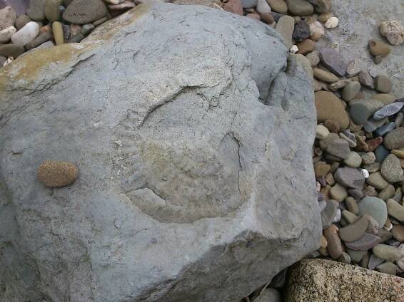 File:Fossil (34434014763).jpg - Wikimedia Commons