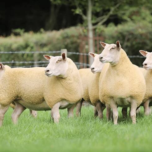 Charollais Breeders Facebook – Charollais Sheep Society