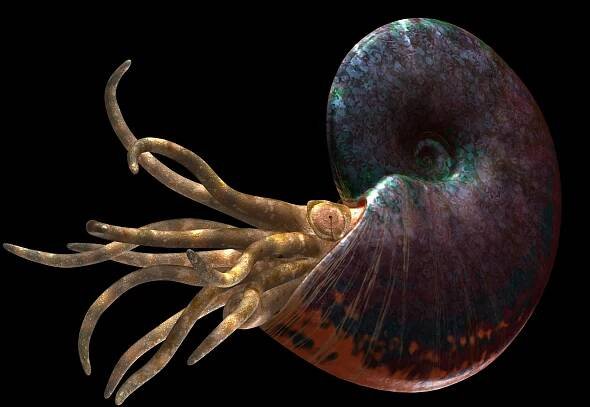 @Die Infografen 3D Modell Sphenodiscus