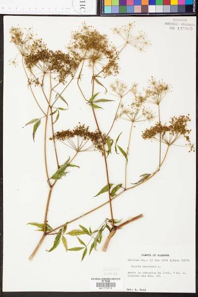 Cicuta maculata - Species Page - APA: Alabama Plant Atlas 