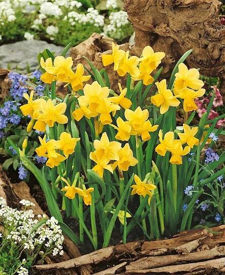 Narcis 'Quail' 5 ks