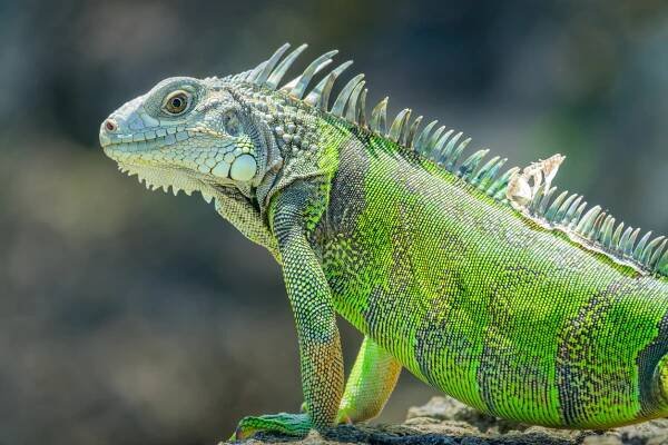 8 Humane Methods for Keeping Iguanas Out of Your Yard