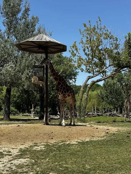 Zoologická zahrada Parco Natura Viva | Slevomat.cz
