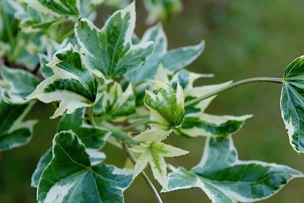 Ambroň západní 'Silver King' (Liquidambar styraciflua)