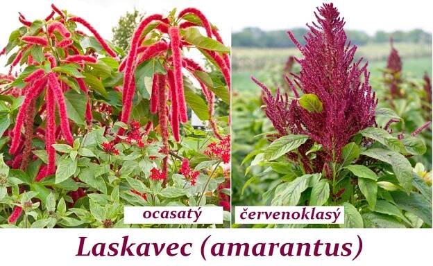 Laskavec, amarantus - účinky na zdraví, co léčí, použití, užívání, využití, pěstování - Bylinky pro všechny