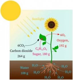 Obraz Diagram showing process of photosynthesis illustration