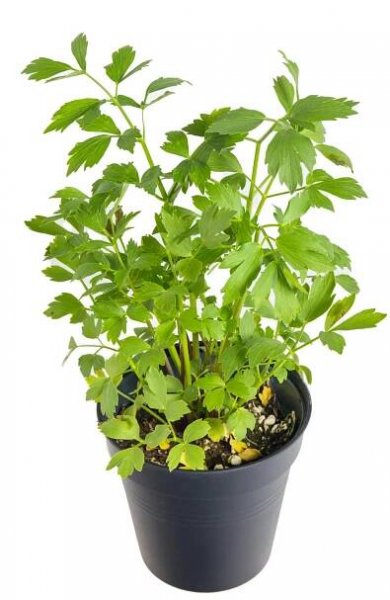 Libeček lékařský, Levisticum officinale, v květináči, skladem | ZAZUMi.cz