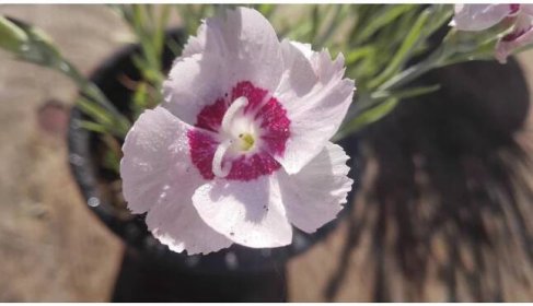 Dianthus Plumarius Dixie White Red Bicolor – Hvozdík