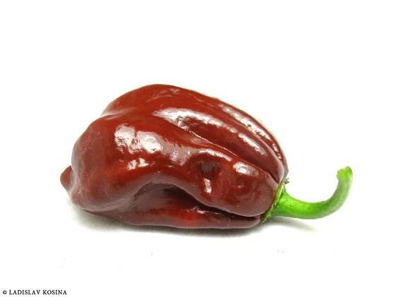 Chilli – kdy je zdravé a kdy už ne?