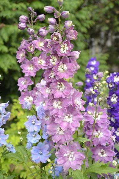 Delphinium Pacific Hybr. " Magic Fountain Deep Rose - White Bee " - ostrožka, stračka Zahradnictví Krulichovi - zahradnictví