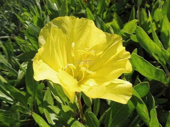 Oenothera macrocarpa ( missouriensis ) - pupalka Zahradnictví Krulichovi - zahradnictví, květinářství, trvalky, skalničky
