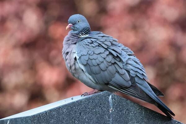 Ringeltaube (Columba palumbus)