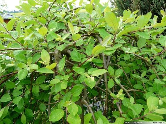 Salix caprea Kilmarnock vrba jíva pendula