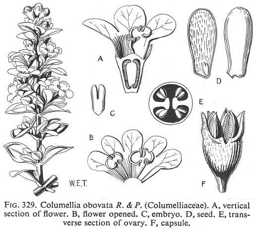Angiosperm families - Columelliaceae D. Don 