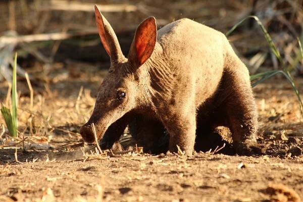 An aardvark, what kind of animal is arthur