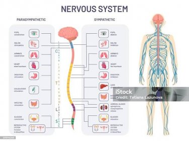 Lidský nervový systém. Sympatické a parasympatické nervy anatomie a funkce. Mícha řídí vektorový diagram vnitřních orgánů těla - Bez autorských poplatků Lidský nervový systém stock ilustrace