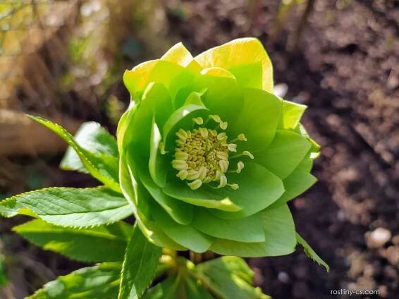 Čemeřice východní Double Ellen Green - Helleborus orientalis