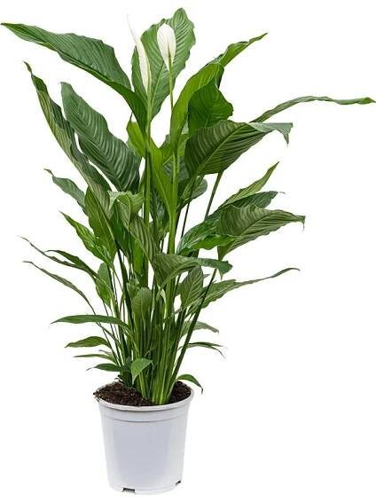 Lopatkovec, Spathiphyllum, průměr květináče 21 cm od 1 290 Kč - Heureka.cz