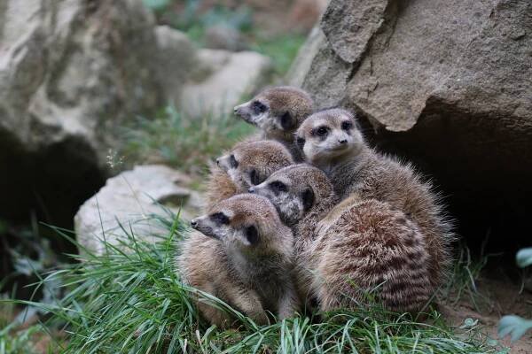 Zoo Lešná věří, že překoná 700 tisícovou návštěvnost