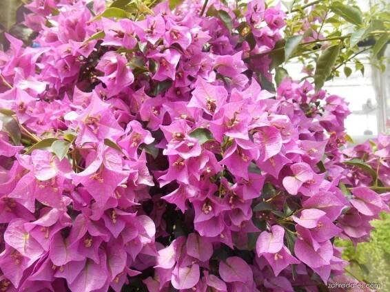 Bugenvilea (Bougainvillea)