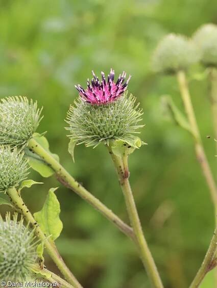Arctium ×ambiguum – lopuch plstnatý × l. větší