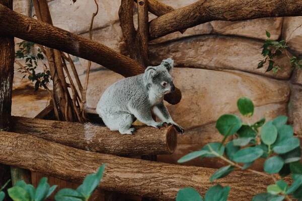 Visiter le Zoo de Beauval: tarif, conseils, astuces, avis 1 ou 2 jours