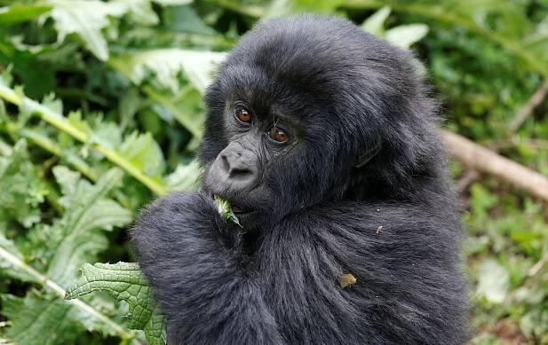 Příliš mnoho goril. Rwandě se díky turistům podařilo zvířata ochránit natolik, že musí rozšiřovat parky