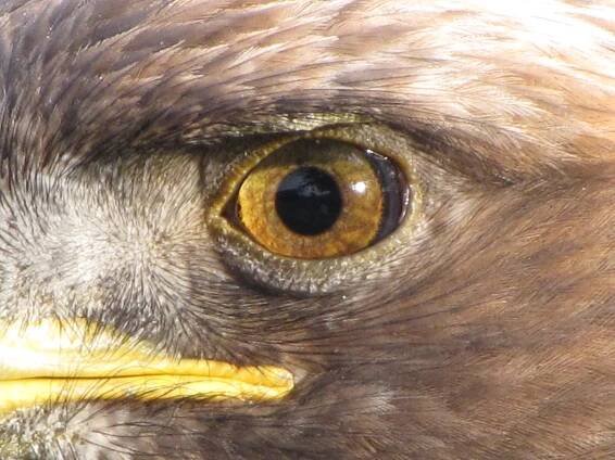 Eagle eye