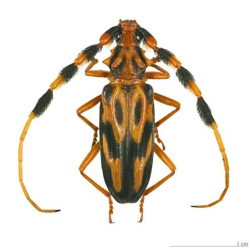 Longhorn beetle - Wikipedia
